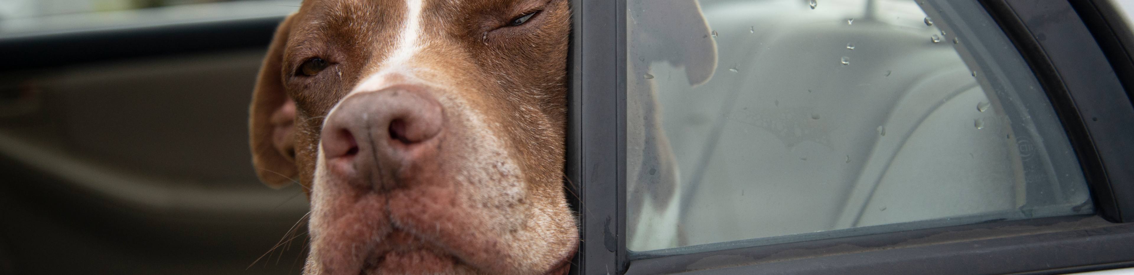 heatwave warning rspca queensland